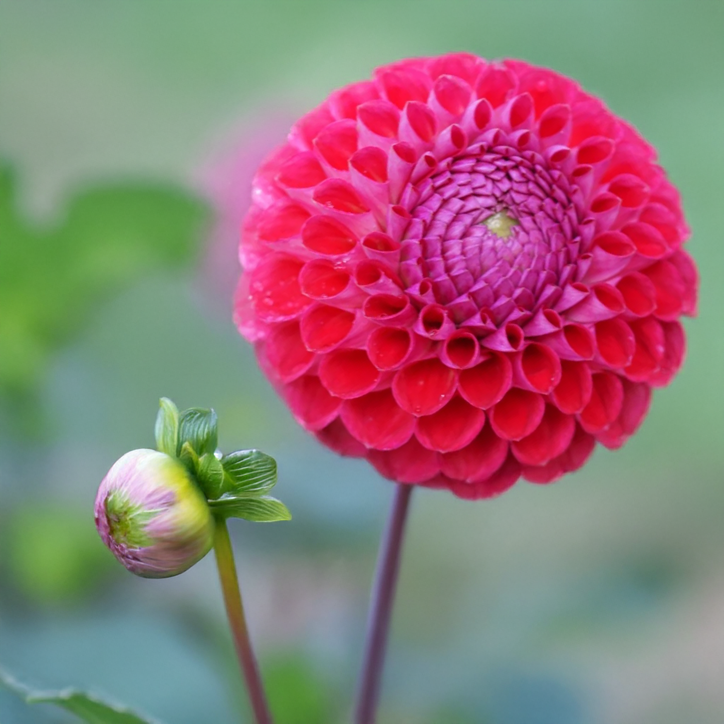Winkie Robot Dahlia Tubers