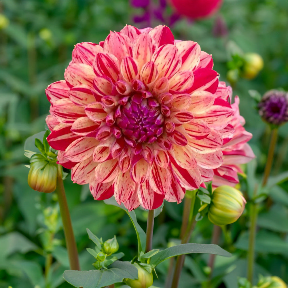 Freckles Dahlia Tubers image 0