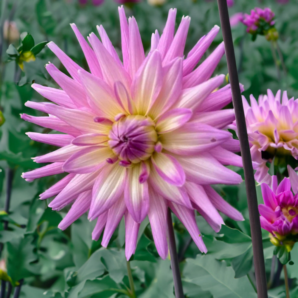 Mariner Dahlia Tubers image 0