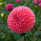 Little Peaches Dahlia Tubers image 0