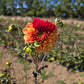 Marong Dahlia Tubers