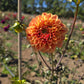 Marong Dahlia Tubers