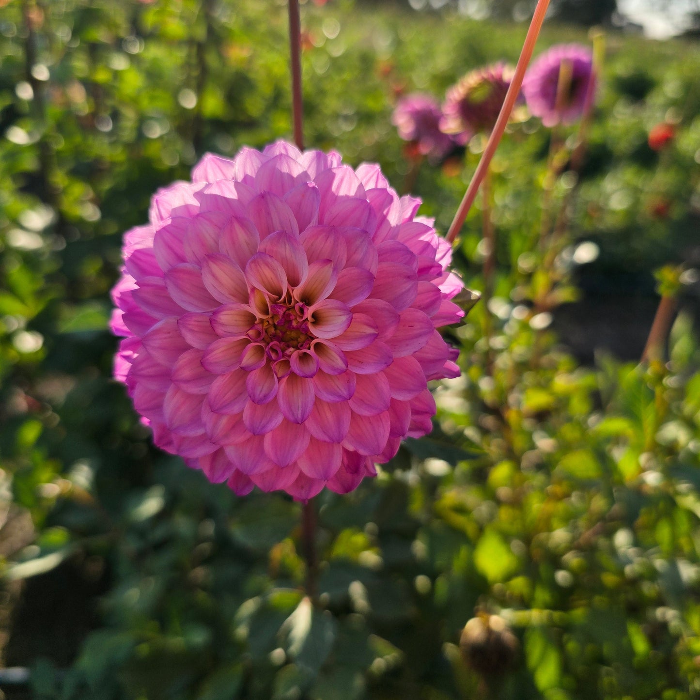 Florelie Tutu Dahlia Tubers