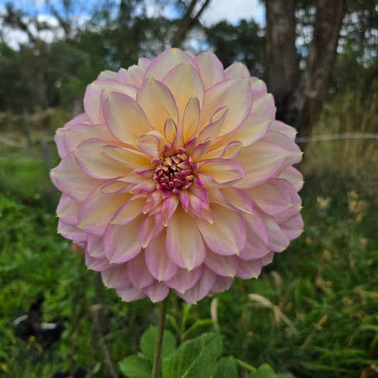 Kotora Dahlia Tubers