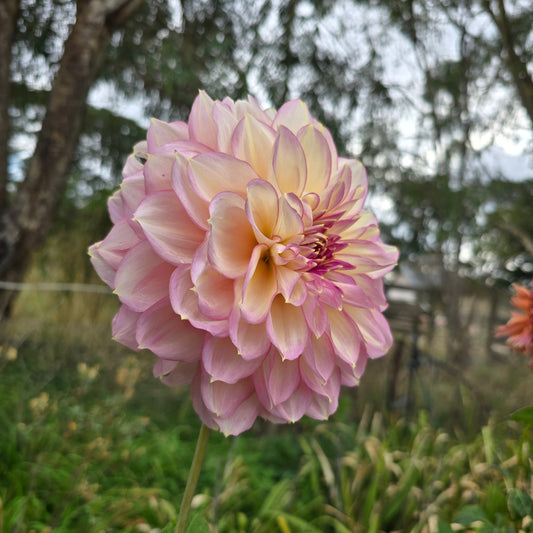 Kotora Dahlia Tubers