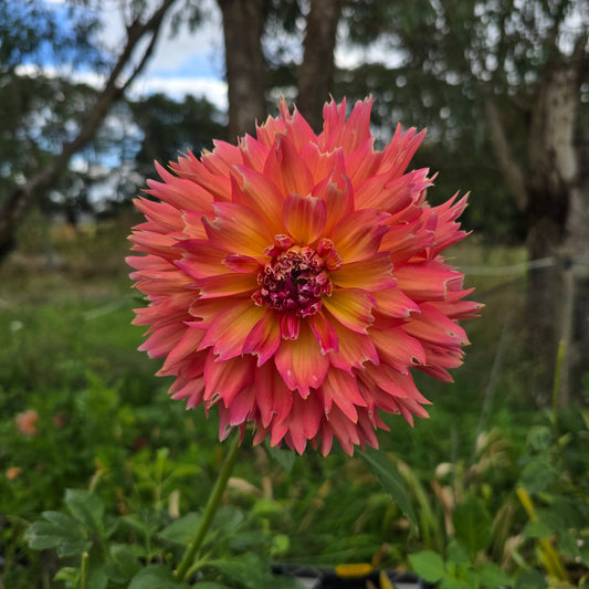 Humdinger Dahlia Tubers