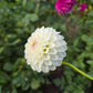 Small World Dahlia Tubers