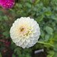 Small World Dahlia Tubers