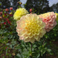 Sugartown Sunrise Dahlia Tubers