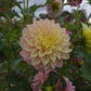 Sugartown Sunrise Dahlia Tubers
