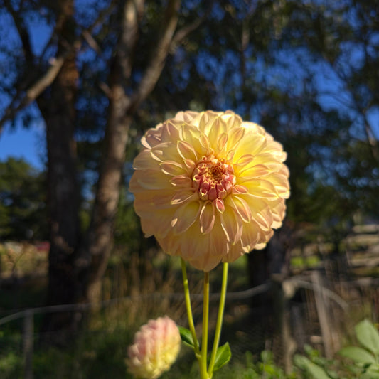Coorabell Astrid Dahlia Tubers