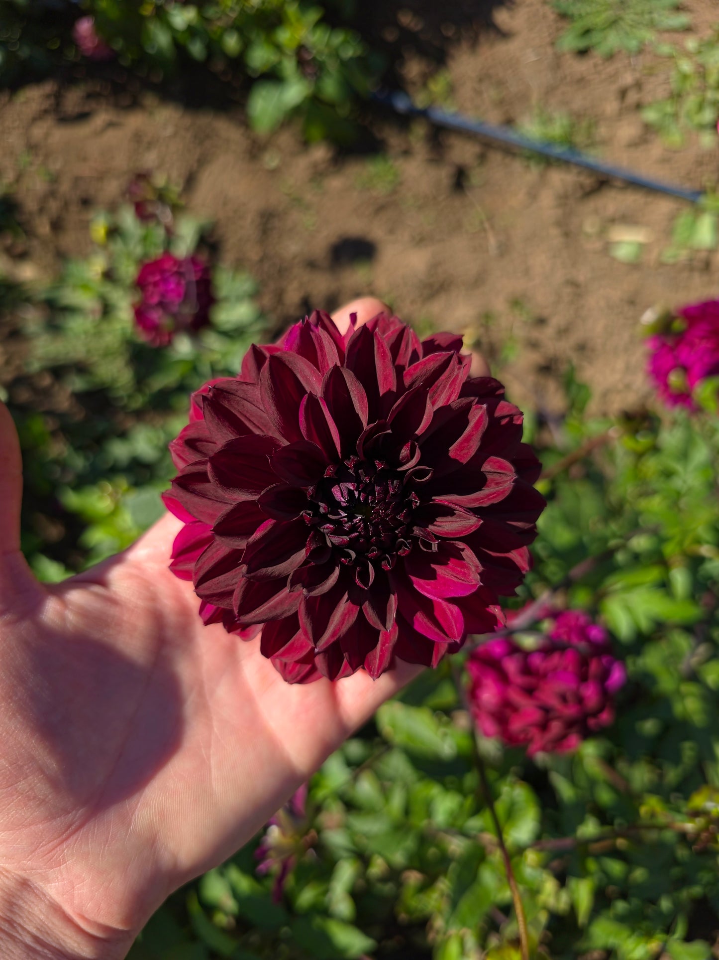 Nugget Dahlia Tubers