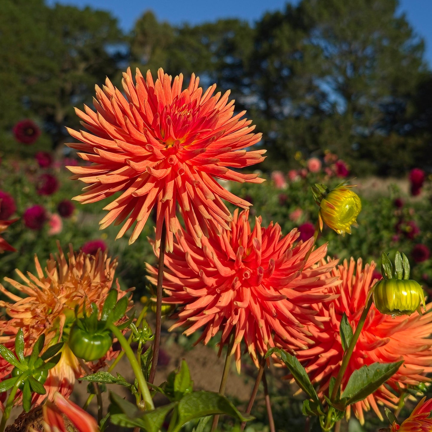 Tuscany Dahlia Tubers