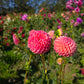 Little Peaches Dahlia Tubers