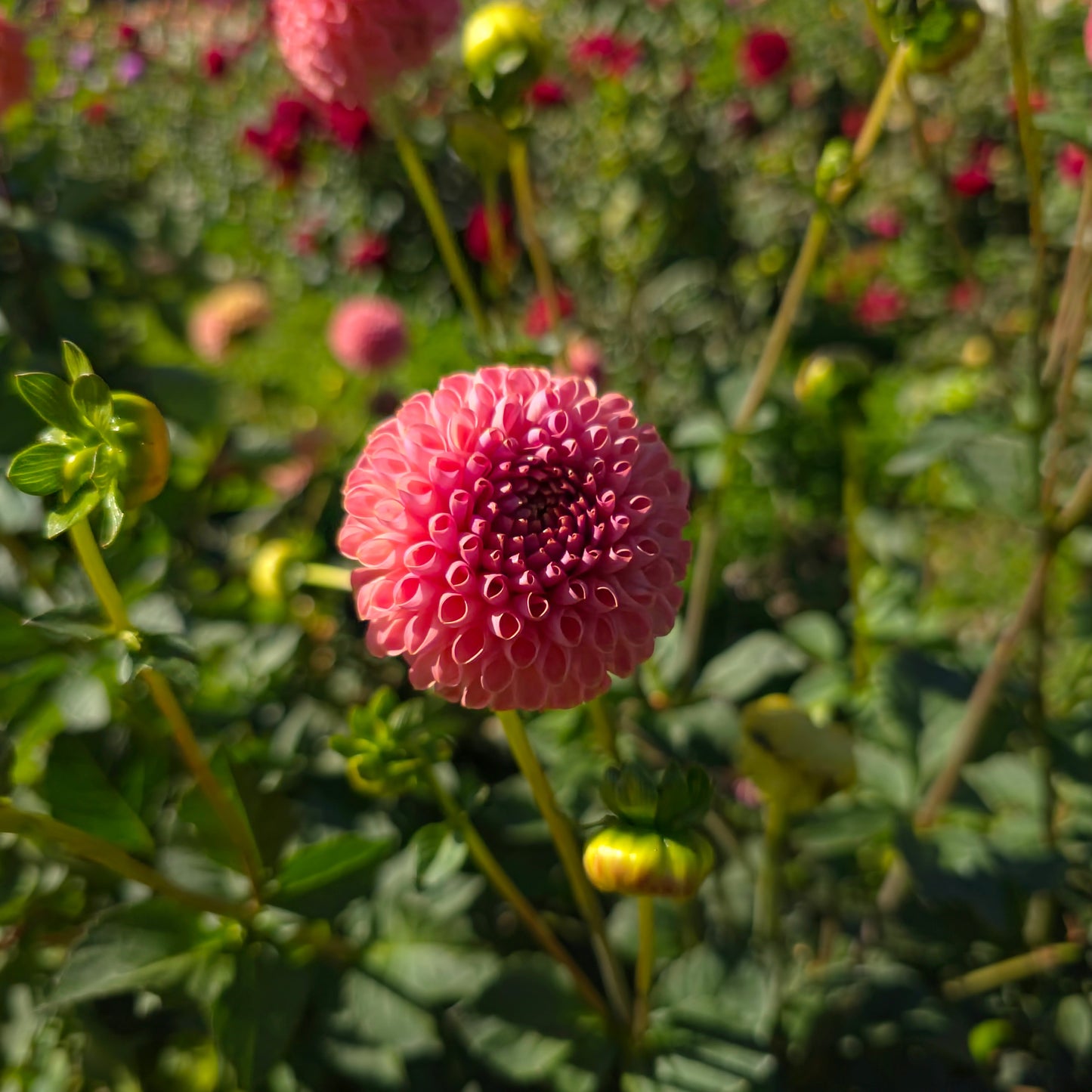 Little Peaches Dahlia Tubers