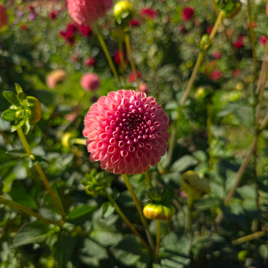 Little Peaches Dahlia Tubers