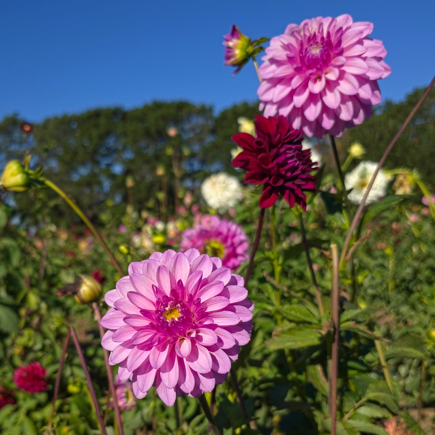 Lavender Lady Dahlia Tubers