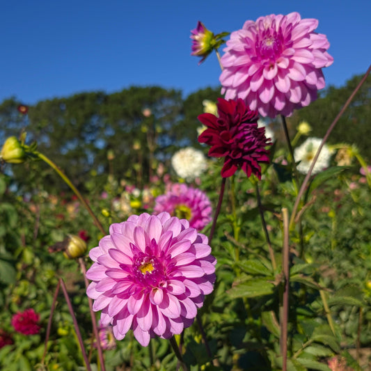 Lavender Lady Dahlia Tubers