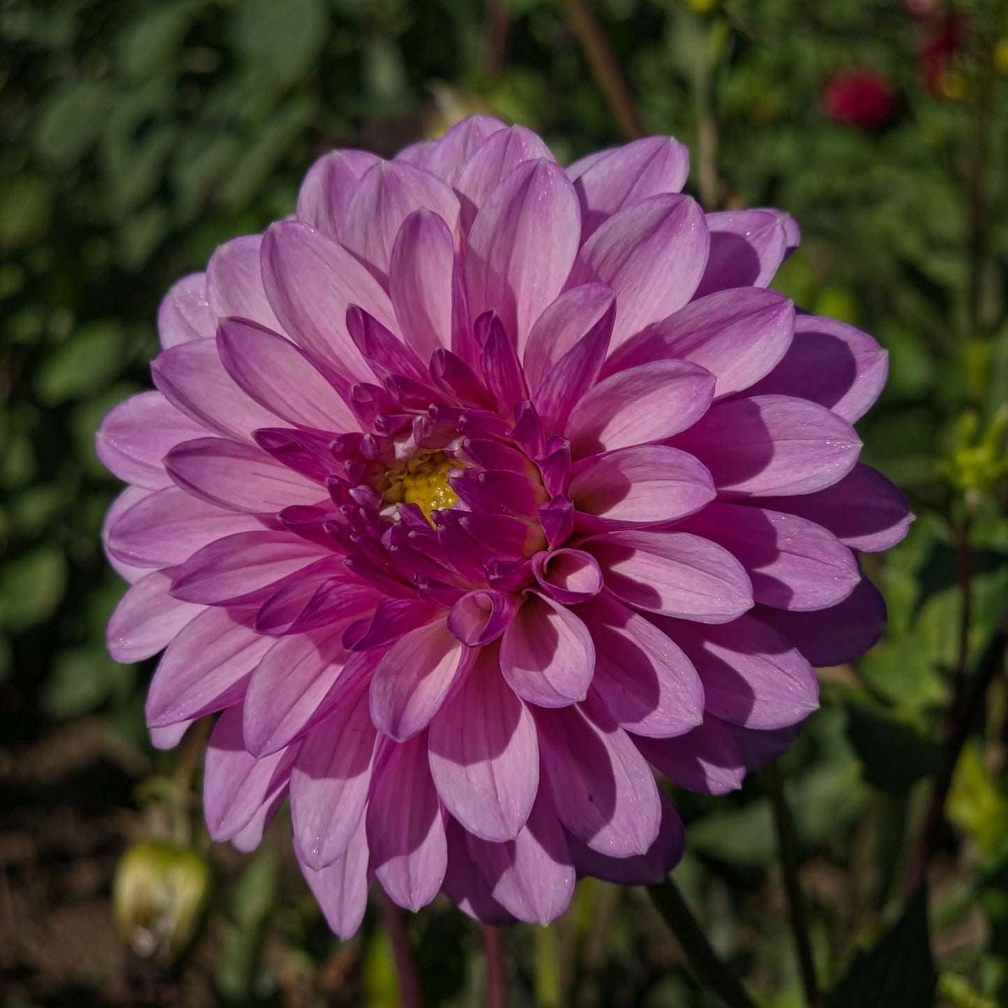 Lavender Lady Dahlia Tubers