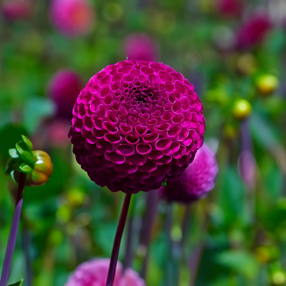 Moorplace Dahlia Tubers image 0