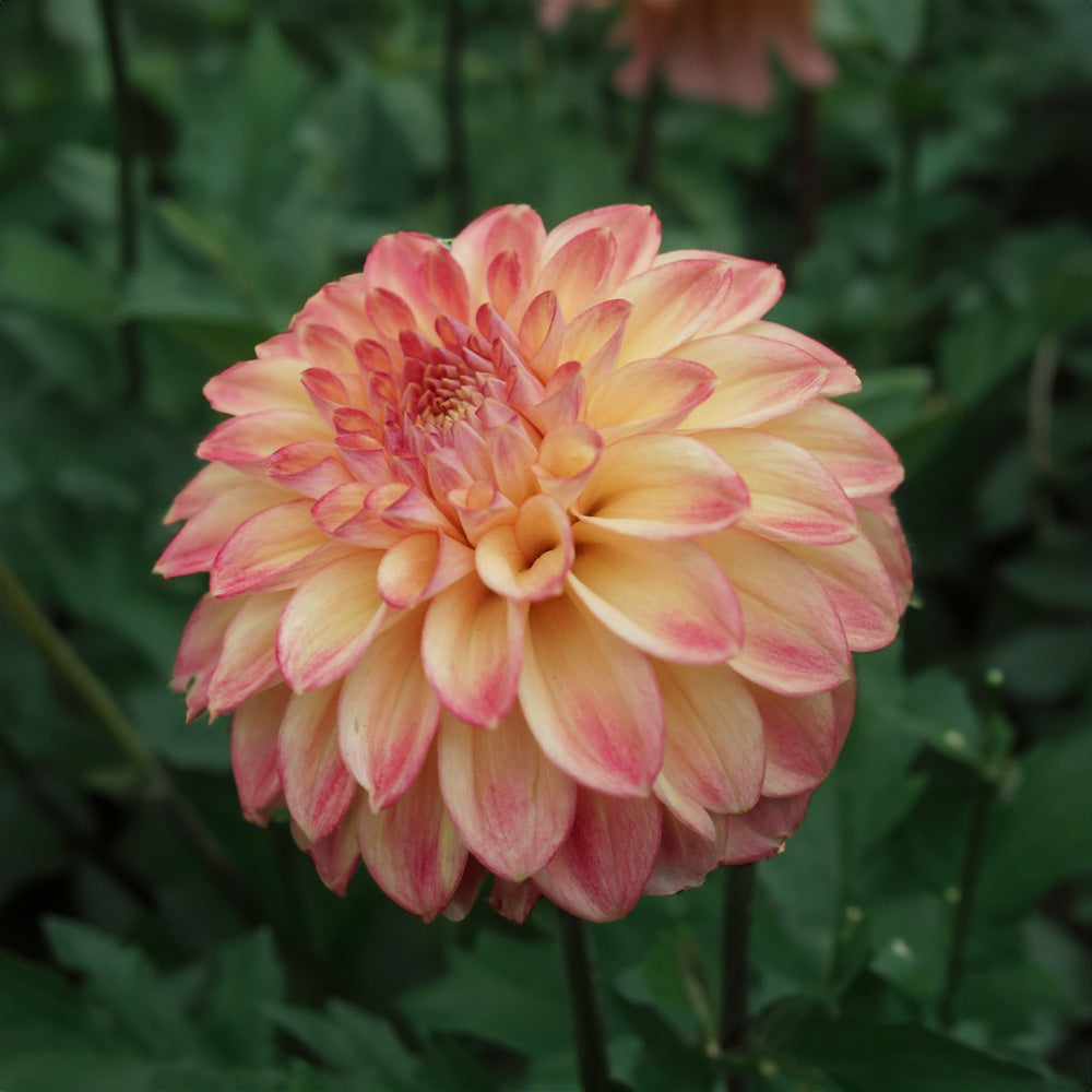 Darbro Highland Dahlia Tubers image 0
