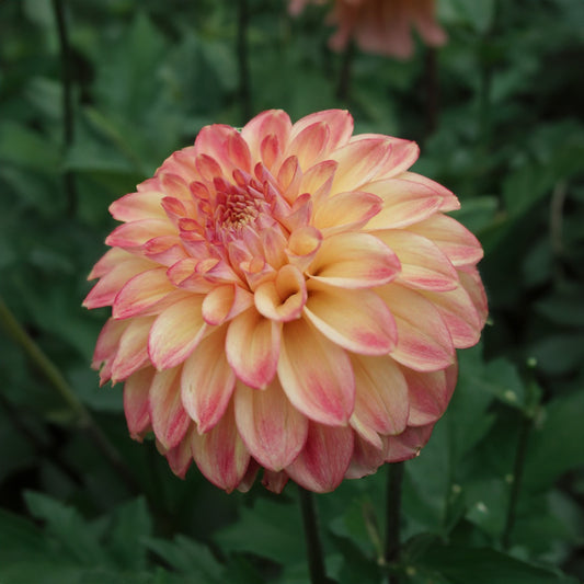 Darbro Highland Dahlia Tubers image 0