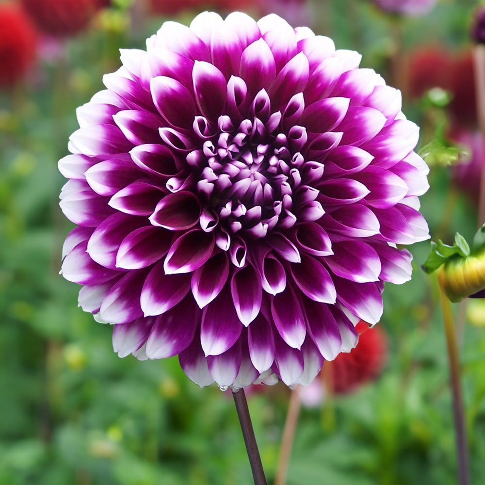 Edinburgh Dahlia Tubers image 0
