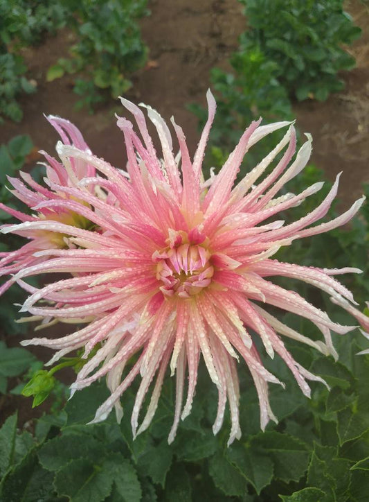 Crazy Covid Dahlia Tubers