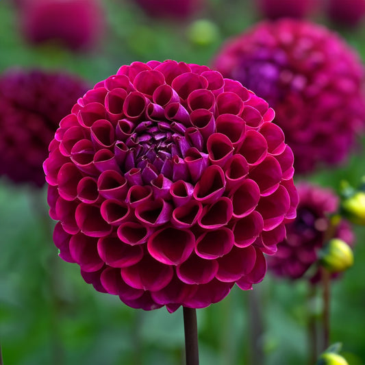 Ivanetti Dahlia Tubers image 0