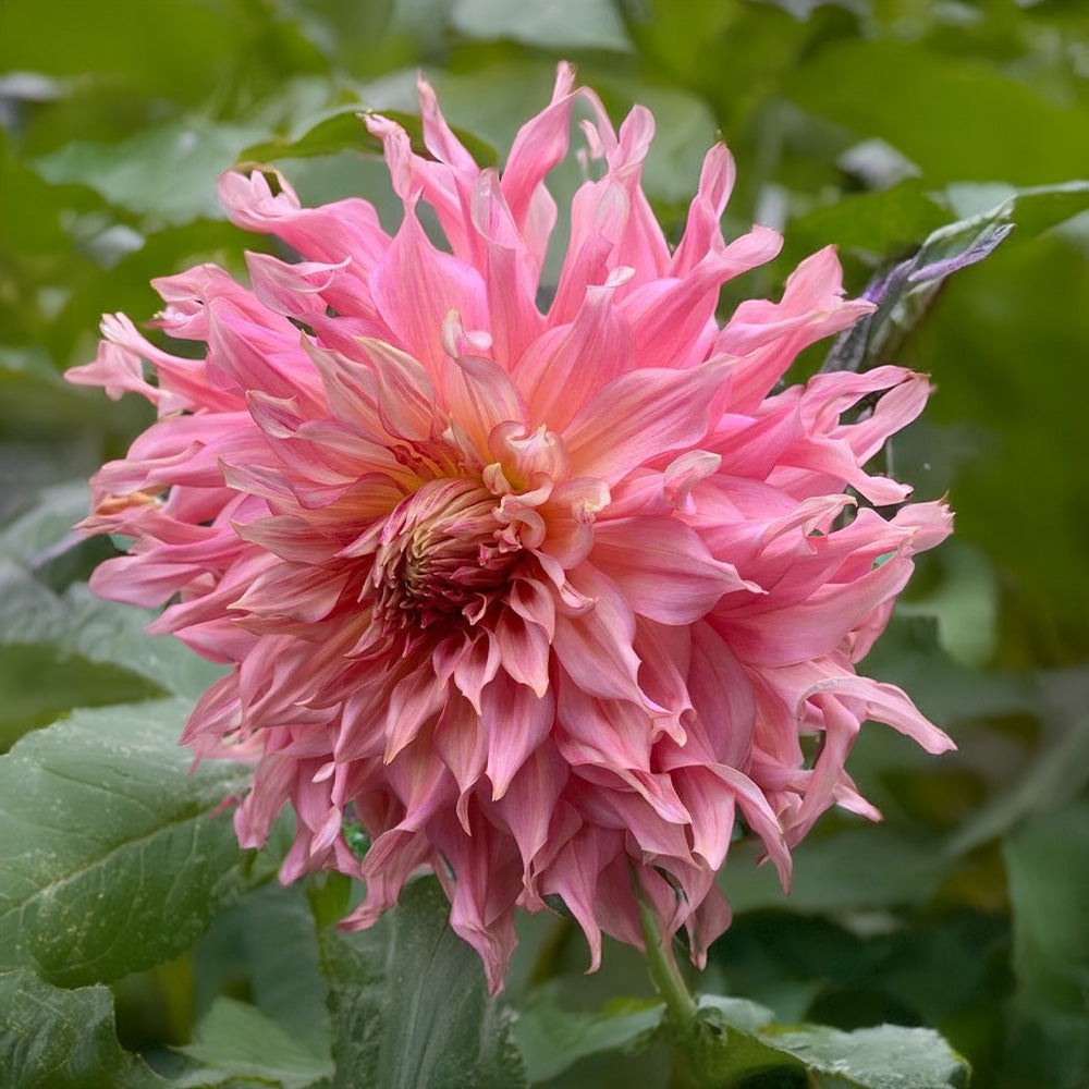 Penhill Watermelon Dahlia Tubers image 0