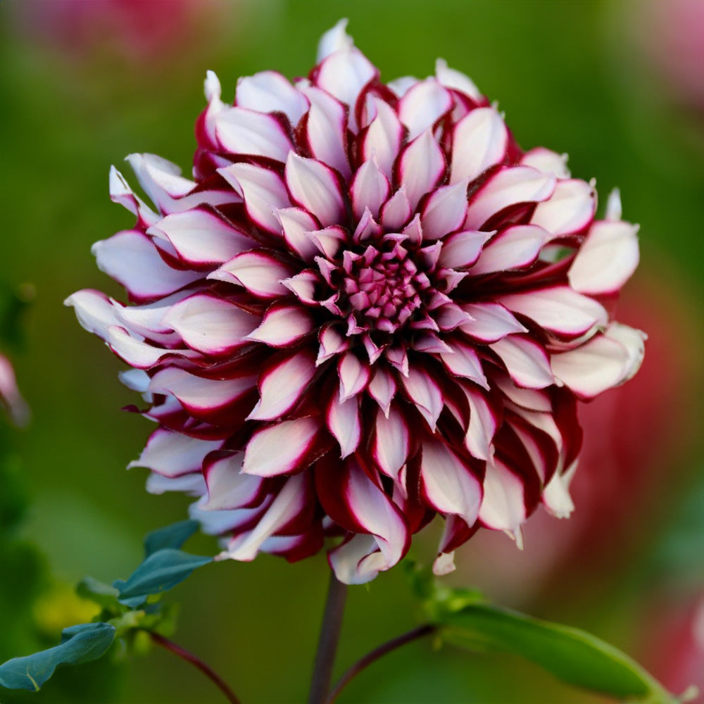 Tartan Dahlia Tubers image 0