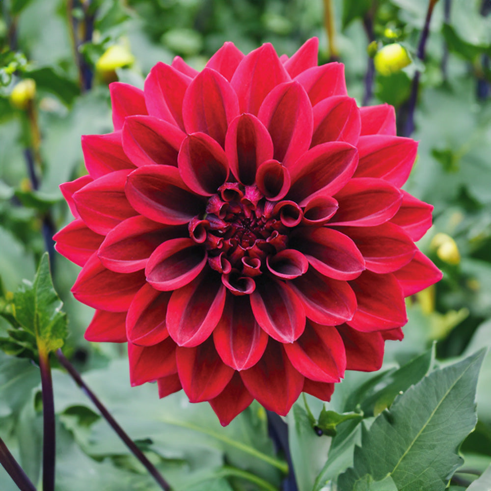 Ned Kelly Dahlia Tubers image 0