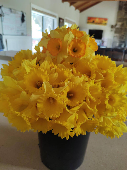 King Alfred Daffodil Bulbs – Classic Golden Bloom image 0