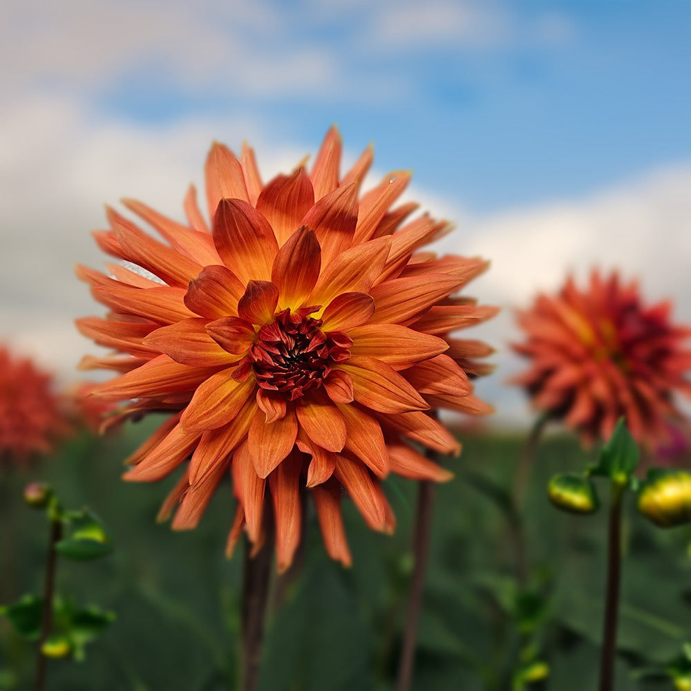Delbard Zenith Dahlia Tubers image 0