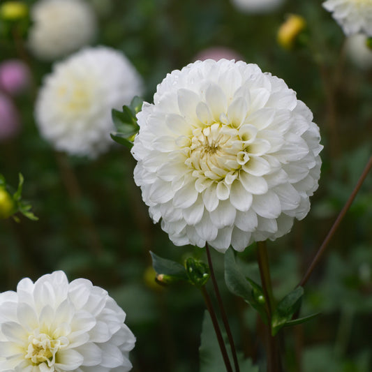 Coorabell Snowflake Dahlia Tubers image 0
