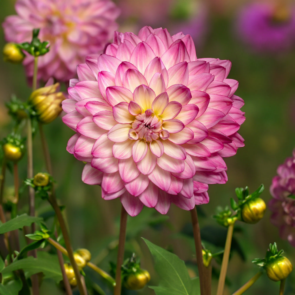 Sincerity Rose Dahlia Tuber image 0
