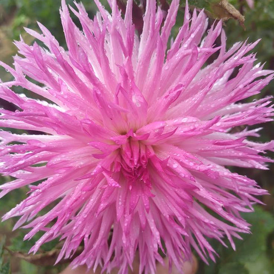 Aitara Picardy Dahlia Tubers