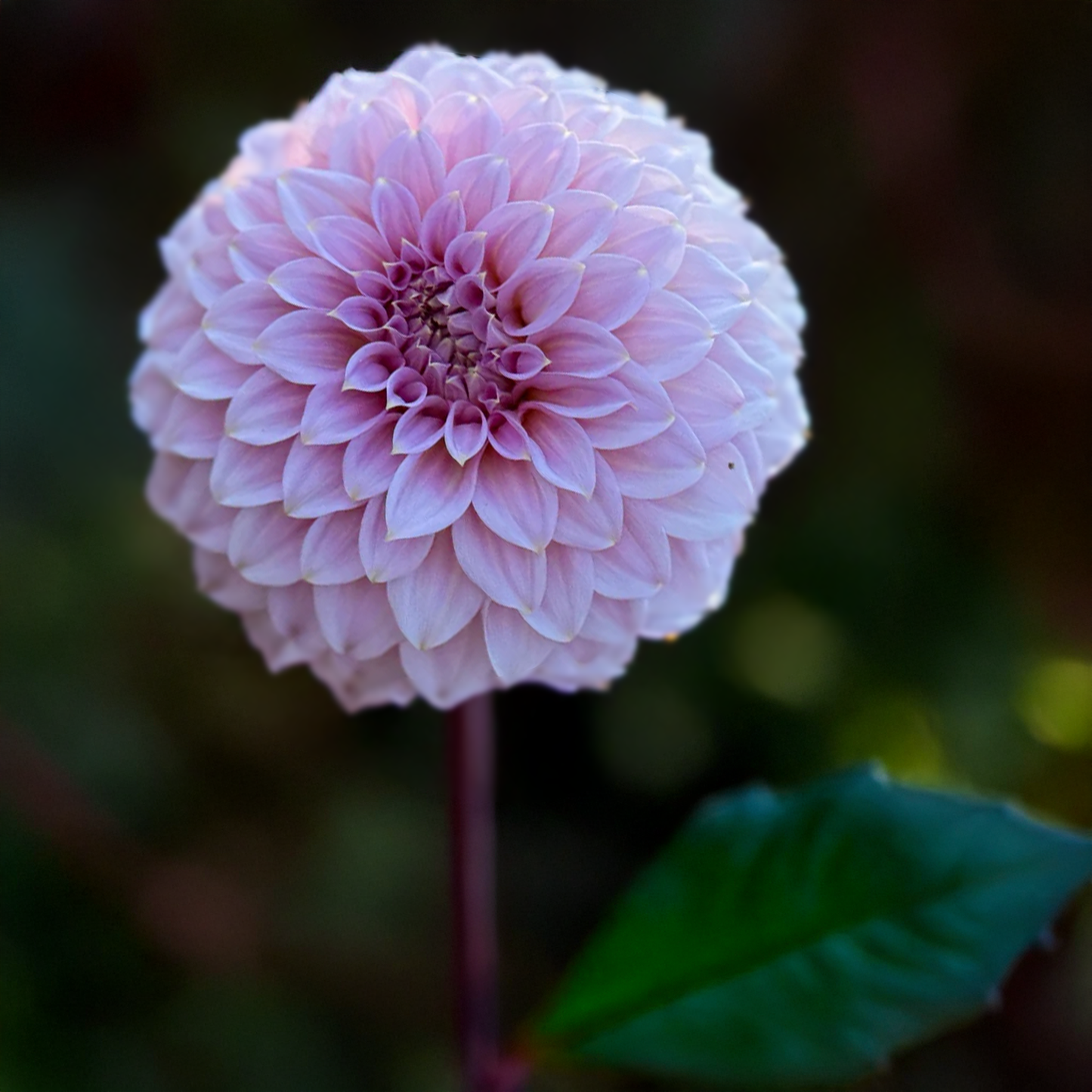 Araluen Leatrice Dahlia Tubers
