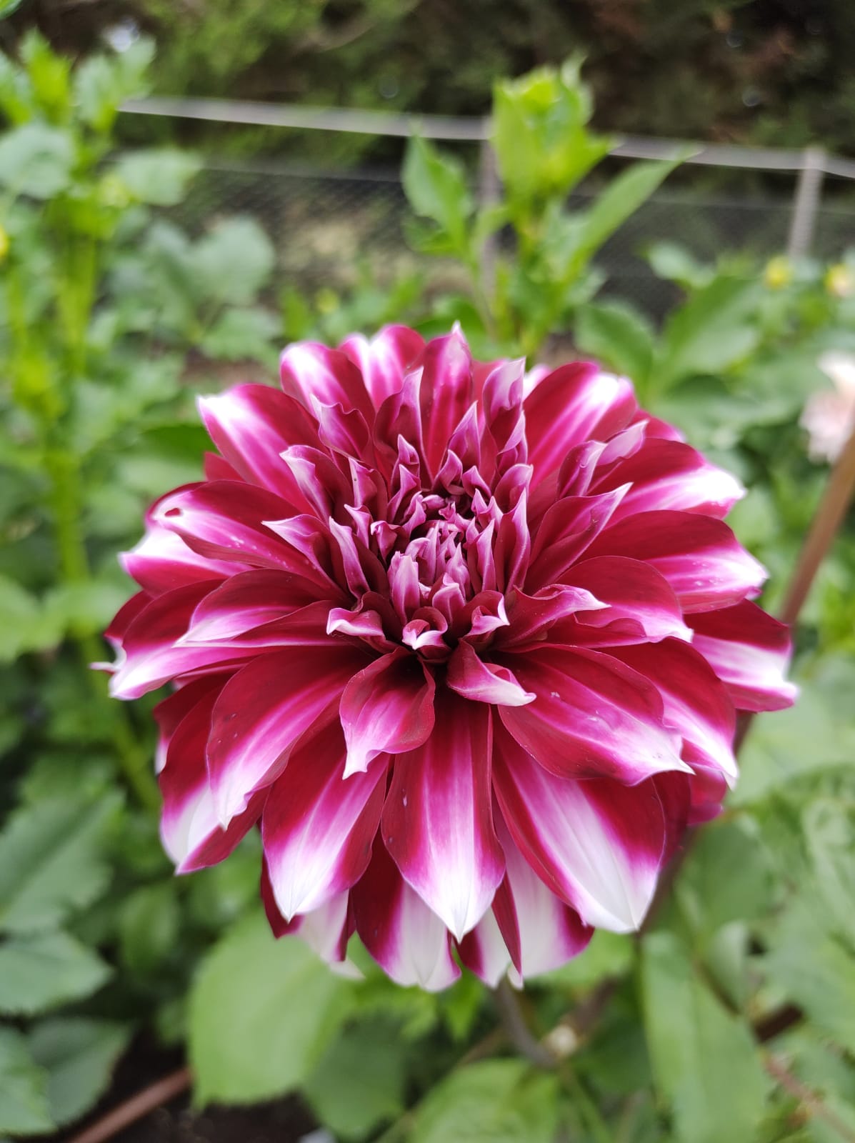 Helena Dahlia Tubers