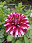 Helena Dahlia Tubers
