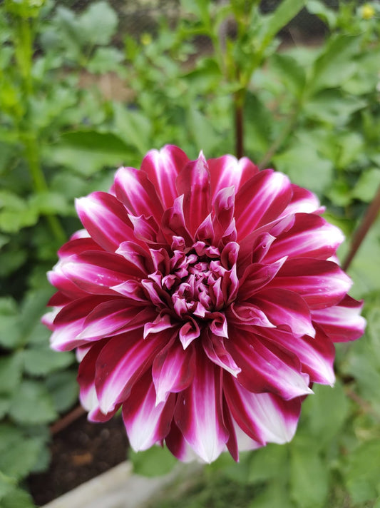 Helena Dahlia Tubers
