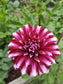 Helena Dahlia Tubers