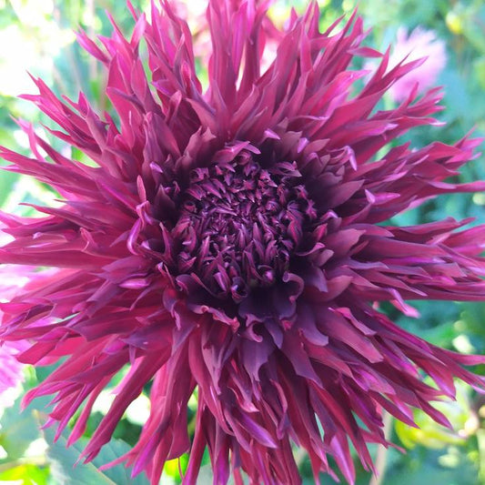 Kenora Macop-B  Dahlia Tubers