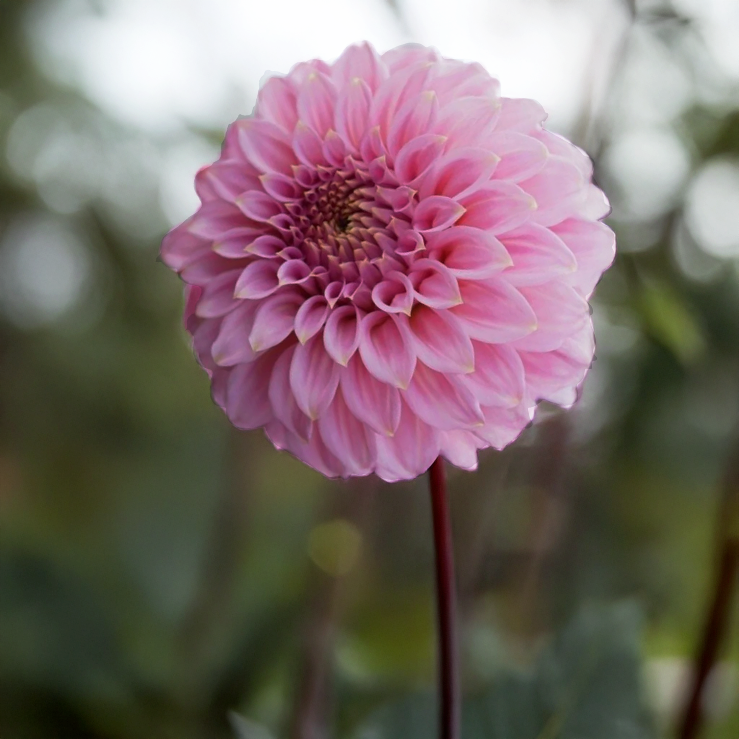 Lileah Mailman Dahlia Tubers