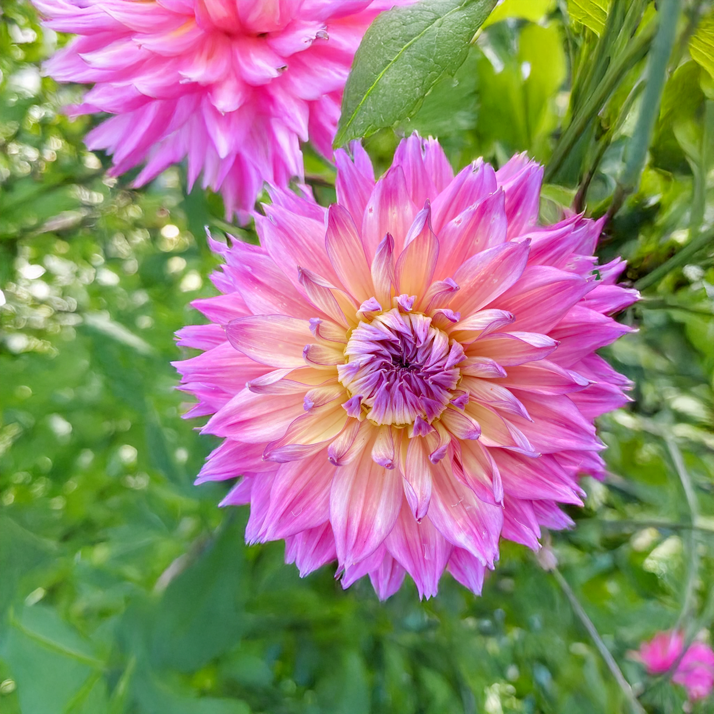 Humdinger Dahlia Tubers