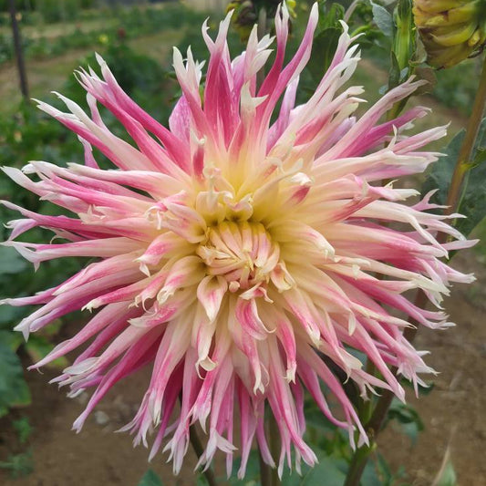 Valley of St Lambert Dahlia Tubers