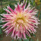 Valley of St Lambert Dahlia Tubers