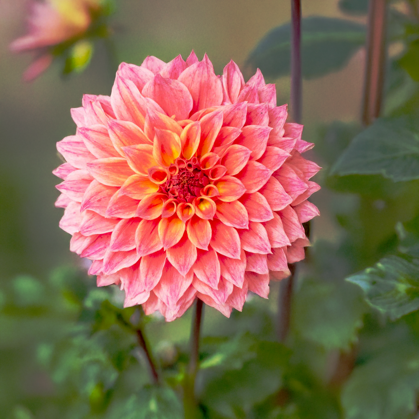 Winkie Cinnamon Dahlia Tubers