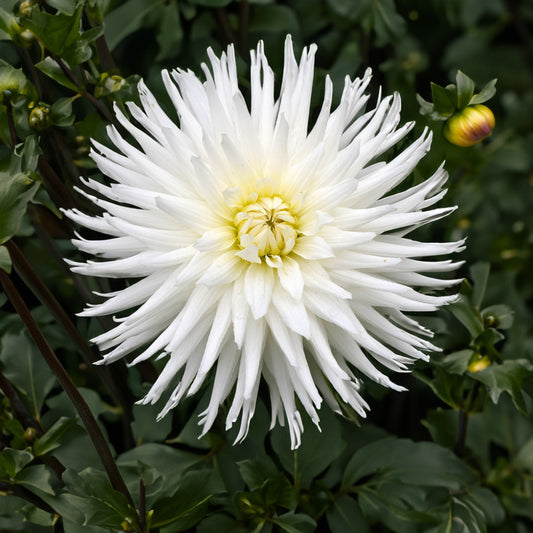 My Love Dahlia Tubers image 0