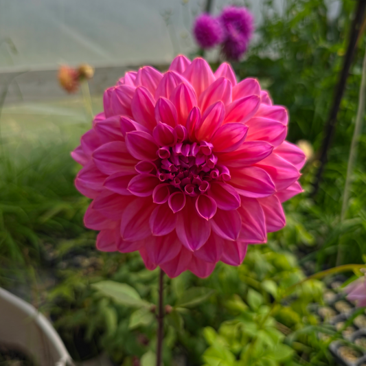 African Dawn Dahlia Tubers
